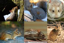 Order Rodentia and their Significance in Nigeria Order Rodentia and their Significance in Nigeria