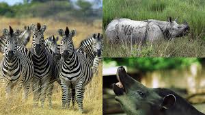 The Hidden Importance of Carnivora and Perissodactyla