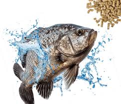 Essential Nutrients for Healthy Fish