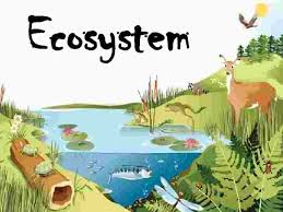 How to Understand the Ecosystem Basics