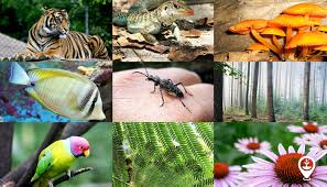 Types and Uses of Biodiversity