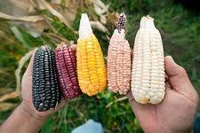 Guide to Understanding Genetic Erosion Effects