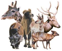 Common Artiodactyla Species in Nigeria