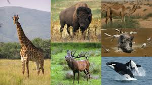Common Artiodactyla Species in Nigeria Common Artiodactyla Species in Nigeria