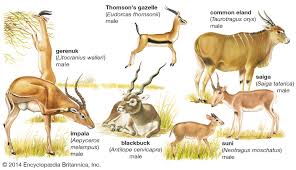 Common Artiodactyla Species in Nigeria Common Artiodactyla Species in Nigeria