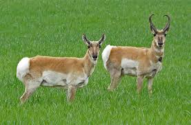 Common Artiodactyla Species in Nigeria Common Artiodactyla Species in Nigeria