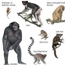 Classification and Characteristics of Primates and Proboscidea