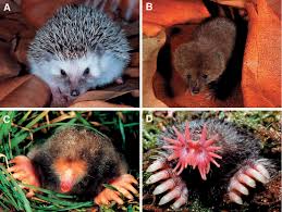 How to Identify Insectivora and other Animals