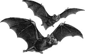 How to Identify Insectivora and other Animals How to Identify Insectivora and other Animals