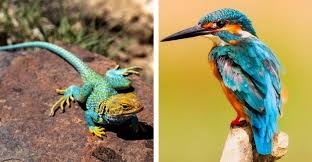 How to Identify Insectivora and other Animals How to Identify Insectivora and other Animals