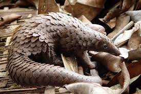 How to Identify Insectivora and other Animals How to Identify Insectivora and other Animals