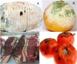 Deterioration and Spoilage of Foods Deterioration and Spoilage of Foods