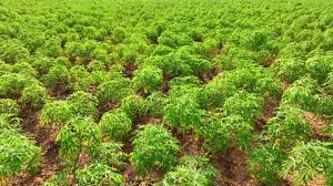 Genetic Erosion in Nigeria: Causes and Consequences in Agricultural Practices