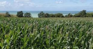 Genetic Erosion in Nigeria: Causes and Consequences in Agricultural Practices Genetic Erosion in Nigeria: Causes and Consequences in Agricultural Practices