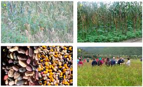 Effects and Management of Genetic Erosion in Agriculture