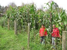 Effects and Management of Genetic Erosion in Agriculture Effects and Management of Genetic Erosion in Agriculture