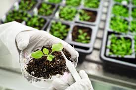 Effect Management of Genetic Erosion and Plant Biotechnology