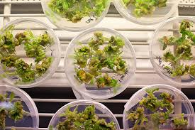 Effect Management of Genetic Erosion and Plant Biotechnology Plant Biotechnology in Agriculture