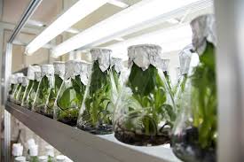 Benefits of Plant Biotechnology in Agriculture