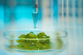 Historical Perspectives on Agricultural Biotechnology Historical Perspectives on Agricultural Biotechnology