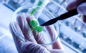 Applications of Plant Biotechnology in Forestry