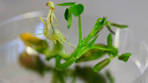 Applications of Plant Biotechnology in Forestry Applications of Plant Biotechnology in Forestry