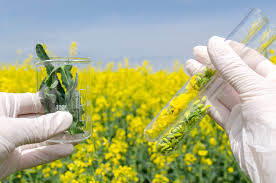 Applications of Plant Biotechnology in Forestry Applications of Plant Biotechnology in Forestry