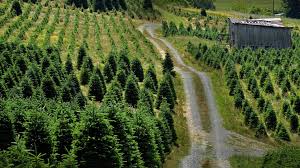 Importance and Strategies in Forest Biotechnology and Conservation