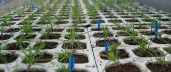 Importance and Strategies in Forest Biotechnology and Conservation Importance and Strategies in Forest Biotechnology and Conservation