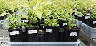 Importance and Strategies in Forest Biotechnology and Conservation Importance and Strategies in Forest Biotechnology and Conservation