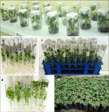 Germplasm Conservation in Agriculture