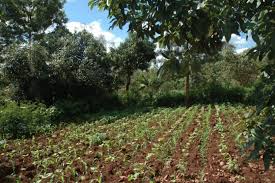 Bio-resource Management in Agriculture Bio-resource Management in Agriculture
