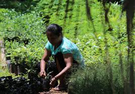 Bio-resource Management in Agriculture Bio-resource Management in Agriculture