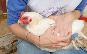 How Handle and Restrain Poultry and Rabbits