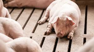 Ways of Managing Stress During the Handling of Pigs