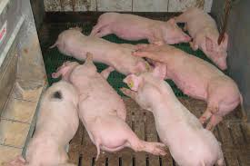 Ways of Managing Stress During the Handling of Pigs Ways of Managing Stress During the Handling of Pigs