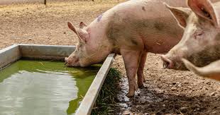 Ways of Managing Stress During the Handling of Pigs Ways of Managing Stress During the Handling of Pigs