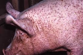 Management of Ecto-parasites in Poultry and Pigs