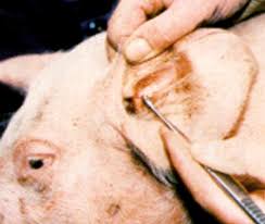 Management of Ecto-parasites in Poultry and Pigs Management of Ecto-parasites in Poultry and Pigs