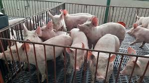 Management of Ecto-parasites in Poultry and Pigs Management of Ecto-parasites in Poultry and Pigs