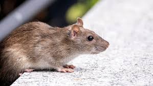 How to Control Rodent in Poultry Farms How to Control Rodent in Poultry Farms