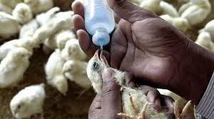 How to Control Diseases in Poultry Effectively