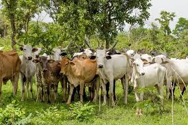 Exploring Livestocks Contribution to Nigeria's Wealth Exploring Livestocks Contribution to Nigeria's Wealth