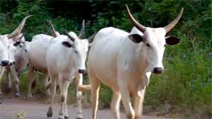 Exploring Livestocks Contribution to Nigeria's Wealth Exploring Livestocks Contribution to Nigeria's Wealth