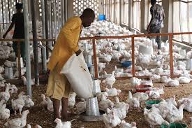 Exploring Livestocks Contribution to Nigeria's Wealth Exploring Livestocks Contribution to Nigeria's Wealth