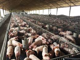 Principle of Microeconomics and Macroeconomics in Agriculture Principle of Microeconomics and Macroeconomics in Agriculture