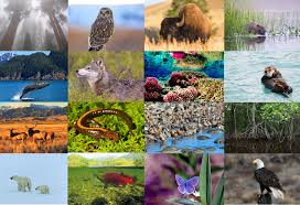 Approaches to Biodiversity Management