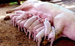 The Process and Procedure in Pig Production