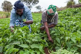 The Scope and Objectives of Agricultural Extension