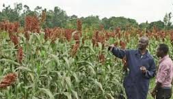 The Scope and Objectives of Agricultural Extension Scope and Objectives of Agricultural Extension